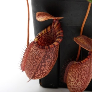 Nepenthes spectabilis (Giant) x undulatifolia / AW-Nx_specbhXundu.1 ��[ �ͥڥ�ƥ������ڥ����ӥꥹ�ߥ���ǥ��ƥ��ե��ꥢ ]���� PN230130-11 ��
