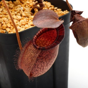 Nepenthes spectabilis (Giant) x undulatifolia / AW-Nx_specbhXundu.1 ��[ �ͥڥ�ƥ������ڥ����ӥꥹ�ߥ���ǥ��ƥ��ե��ꥢ ]���� PN230130-12 ��