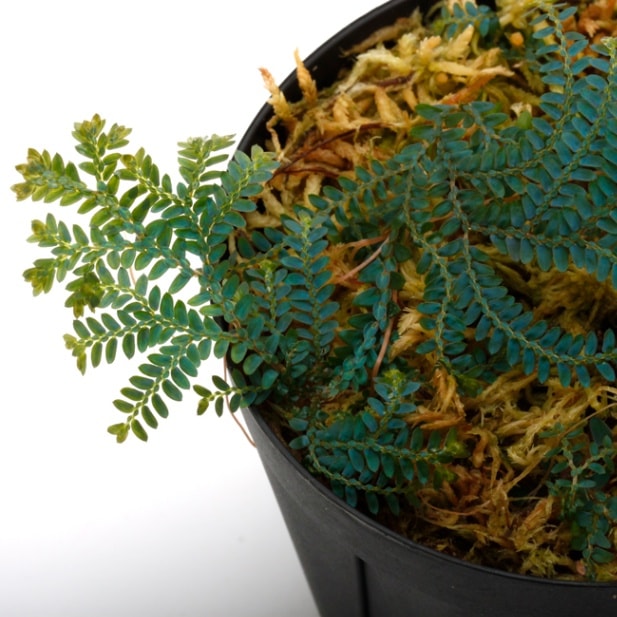 0415セラジネラsp._サラワク州産_２ セラギネラsp サラワク州産 selaginella  熱帯植物 シダ