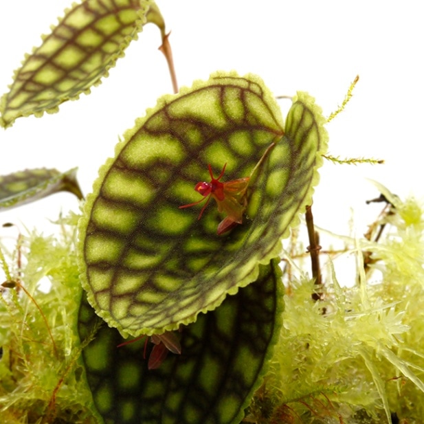 レパンテス　カロディクティオン Lepanthes calodictyon [ レパンテス・カロディクティオン