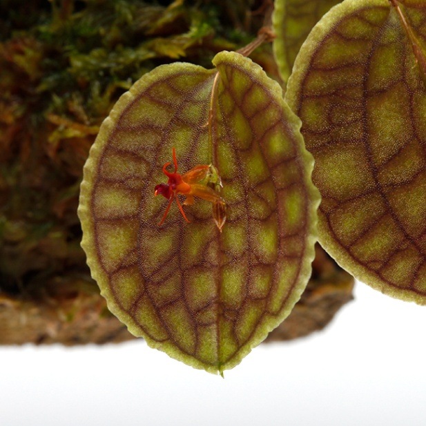 Lepanthes tentaculata [ レパンテス・テンタキュラータ ] 【 PN230302