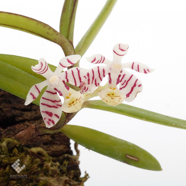 Trichoglottis pusilla [ トリコグロッティス・プシラ ] 【 PN230302