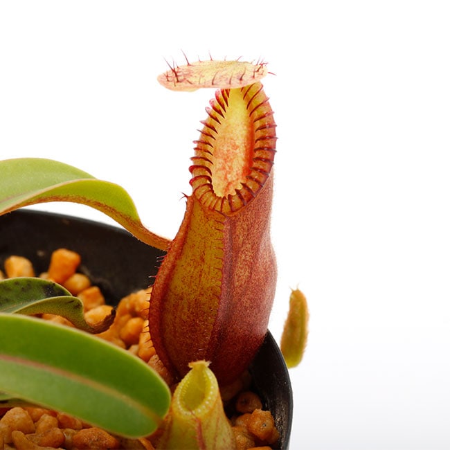 Nepenthes diabolica (=