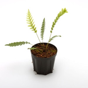 Blechnum obtusatum var. obtusatum | ブレクナム・オブツサタム var