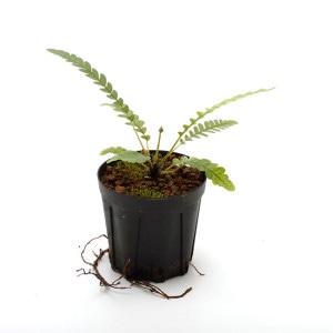 Blechnum obtusatum var. obtusatum | ブレクナム・オブツサタム var