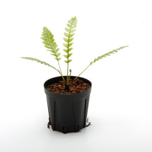 Blechnum obtusatum var. obtusatum | ブレクナム・オブツサタム var