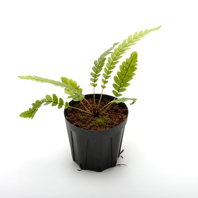 Blechnum obtusatum var. obtusatum [ ブレクナム・オブツサタム