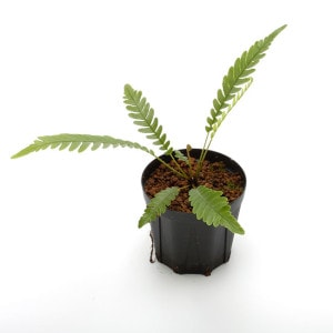 Blechnum obtusatum var. obtusatum | ブレクナム・オブツサタム var