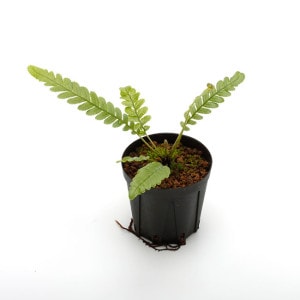 Blechnum obtusatum var. obtusatum | ブレクナム・オブツサタム var