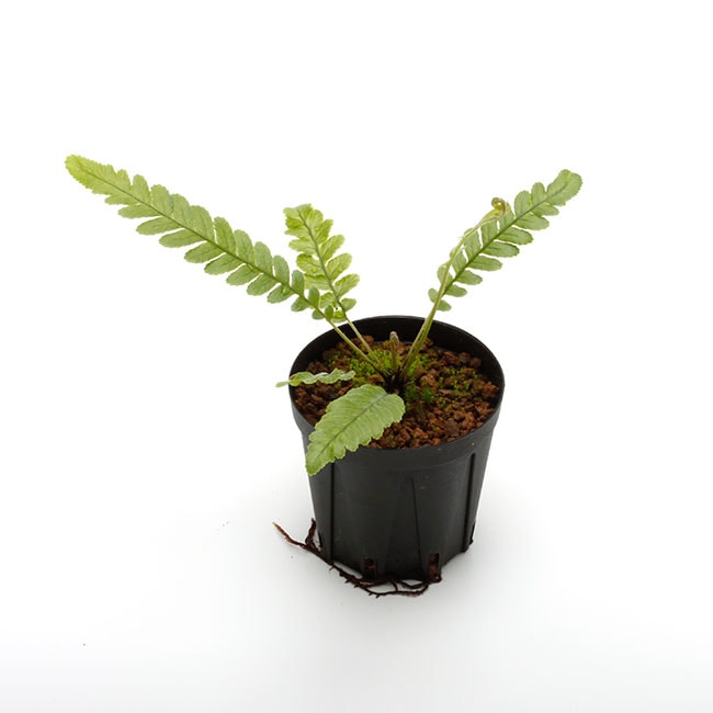 Blechnum obtusatum var. obtusatum [ ブレクナム・オブツサタム