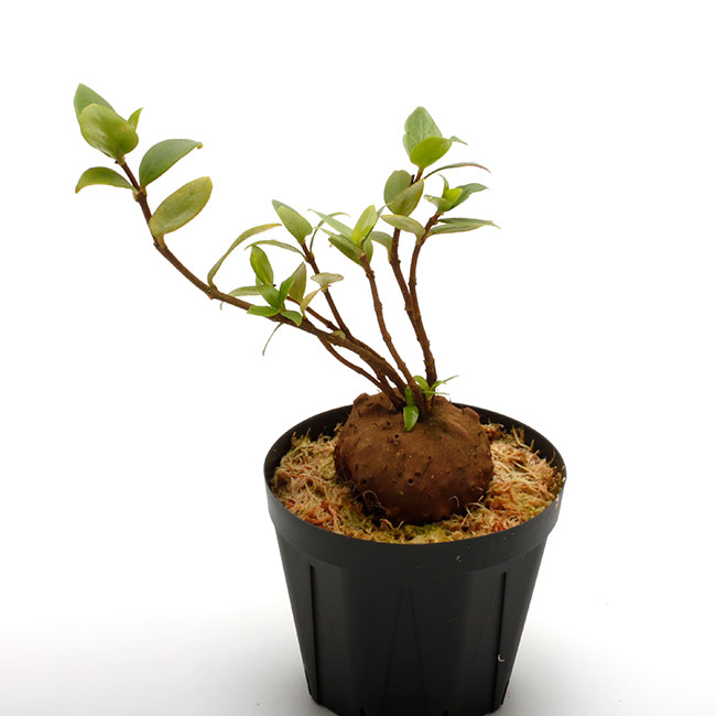 Hydnophytum spec. (Doorman's Top - small leaves) 【 PN230510