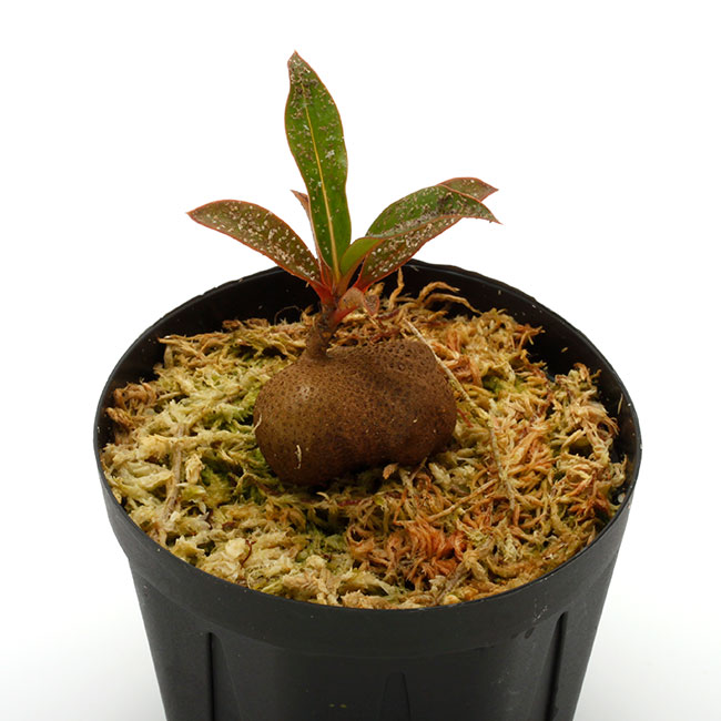 Myrmecodia spec. reddish leaves (Waghete) [ ミルメコディア sp