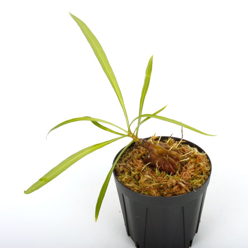 Myrmephytum longissimum (nomen nudum) (Nabire, Irian Jaya