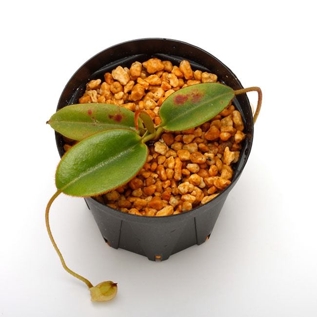 NEPETHICA ネペンテス SEALED BOTTLE PLANTS 魅惑のデザイン nepethica