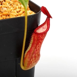 Nepenthes pulchra / AW / Clone:WR02��[ �ͥڥ�ƥ����ץ륯�� ]���� PN240314-01 ��