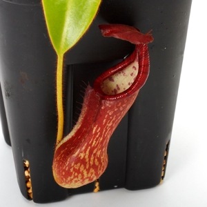 Nepenthes pulchra / AW / Clone:WR02��[ �ͥڥ�ƥ����ץ륯�� ]���� PN230510-22 ��