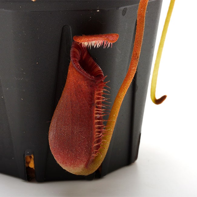 Nepenthes lowii (Gunung Mulu, Borneo) AW / Clone:07 [ ネペンテス