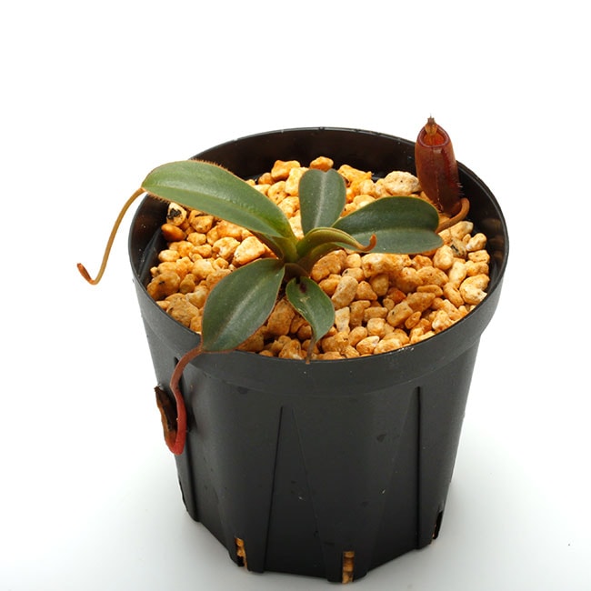 Nepenthes attenboroughii (Mt. Victoria, Palawan) AW / Clone: 515