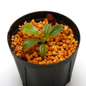 Nepenthes x Trusmadiensis (G. Trusmadi, Borneo) AW / Clone:02��[ �ͥڥ�ƥ����ȥ饹�ޥǥ����󥷥� ]���� PN230510-27 ��