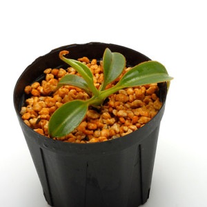 Nepenthes x Trusmadiensis (G. Trusmadi, Borneo) AW / Clone:02��[ �ͥڥ�ƥ����ȥ饹�ޥǥ����󥷥� ]���� PN230510-28 ��