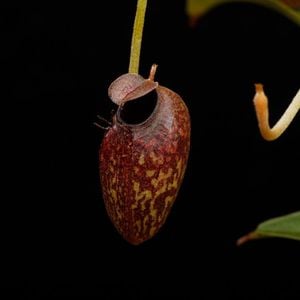 Nepenthes aristolochioides (Sumatra) AW / Clone:NM03��[ �ͥڥ�ƥ������ꥹ�ȥ��������ǥ� ]���� PN260728-07 / ʣ������ ��