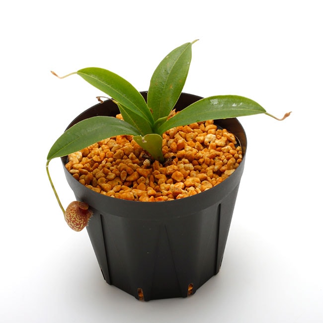 Nepenthes aristolochioides (Sumatra) AW / Clone:NM03 [ ネペンテス