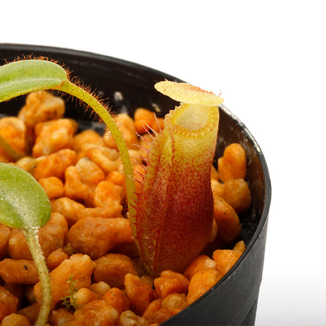 Nepenthes villosa (Mt. Kinabalu, Borneo) / Clone: JG01