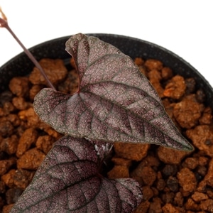 Piper sp.  ' Carranglan, Nueva Ecija ' / KSB[ ԥڥ sp. ]1ݥå