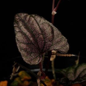 Piper sp.  ' Carranglan, Nueva Ecija ' / KSB��[ �ԥڥ� sp. ]��1�ݥå�