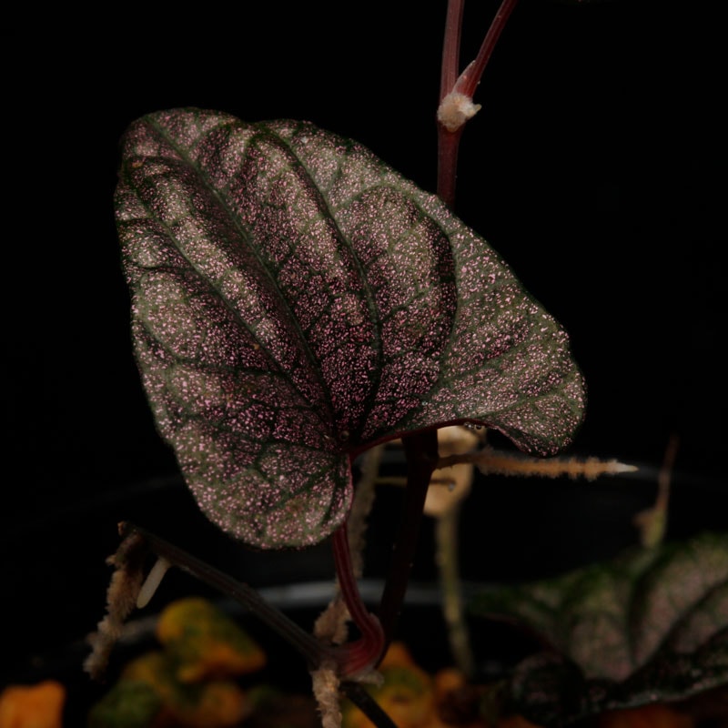 Piper sp. ' Carranglan, Nueva Ecija ' / KSB [ ピペル sp. ] 1ポット