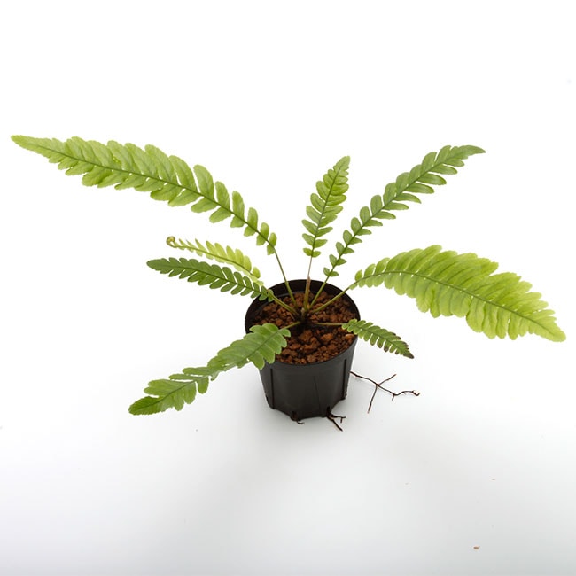 ブレクナム オブツサタムBlechnum obtusatum ② Blechnum obtusatum var. obtusatum ( LL ) [ ブレクナム