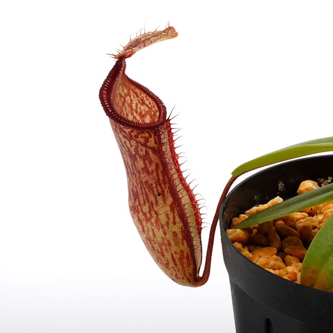 Nepenthes hamata x campanulata / AW [ ネペンテス・ハマタ