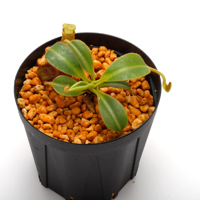 Nepenthes ephippiata (Gunung Raya, Borneo) / AW / Clone:01
