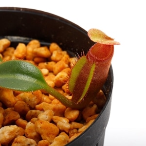 Nepenthes macrophylla / AW / Clone:T��[ �ͥڥ�ƥ����ޥ����ե��� ]���� PN230602-07 ��