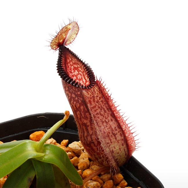 Nepenthes hamata / Gunung Lumut / AW / Clone:03 [ ネペンテス