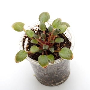 Saintopaulia ' Teeny Bopper ' [ micro mini ]��[ ����ȥݡ��ꥢ�������ˡ��֥åѡ� ]��1�ݥåȡ��� ����ȥݡ��ꥢ����������Ǿ��ʼ� ��