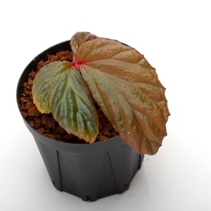 Begonia sp.  Metallic Blue 　[ ベゴニア sp. メタリックブルー ]　【 PN230710-02 】