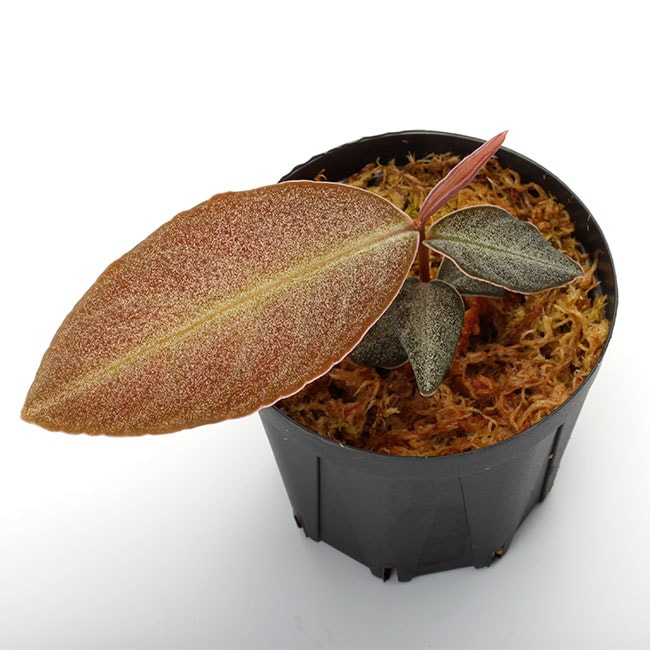 Labisia sp. ' Kapuas Hulu ' [ ラビシア sp. 