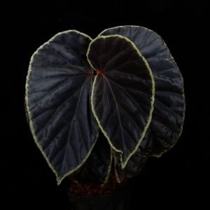 Begonia darthvaderiana��[ �٥��˥����������١��ǥꥢ���� ]��1�ݥå�