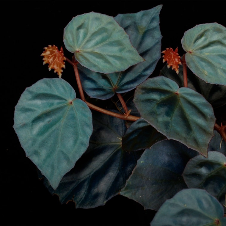 Know Your Begonias ベゴニア