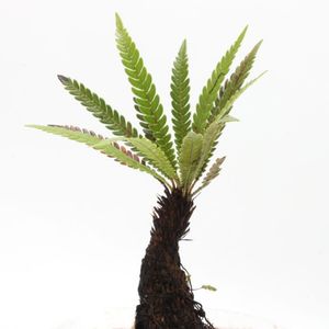 Blechnum obtusatum var. obtusatum��[ �֥쥯�ʥࡦ���֥ĥ����� var. ���֥ĥ����� ]��1�ݥåȡ��� �˥塼����ɥ˥���ͭ���̥��Ū�ʾ�����Ω�����奷�� ��
