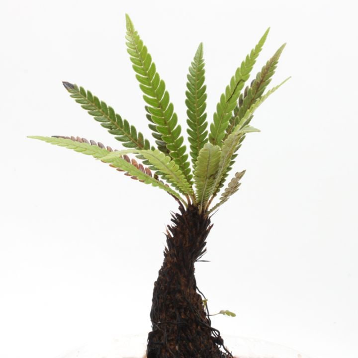 Blechnum obtusatum var. obtusatum [ ブレクナム・オブツサタム var
