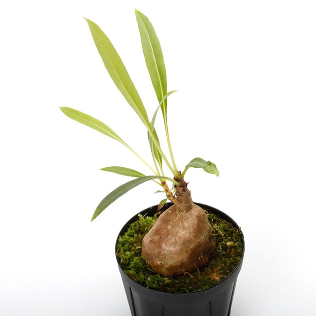 Myrmecodia spec. 