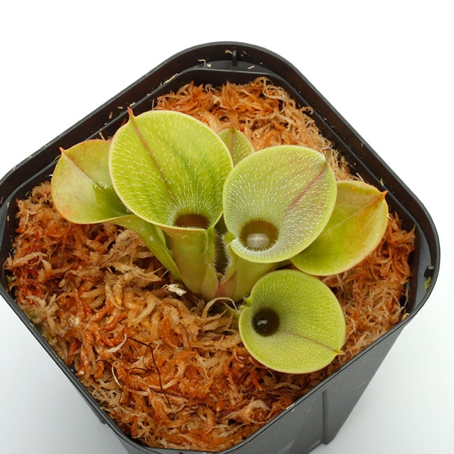 Heliamphora minor var. pilosa (Auyan) [ ヘリアンフォラ・ミノール