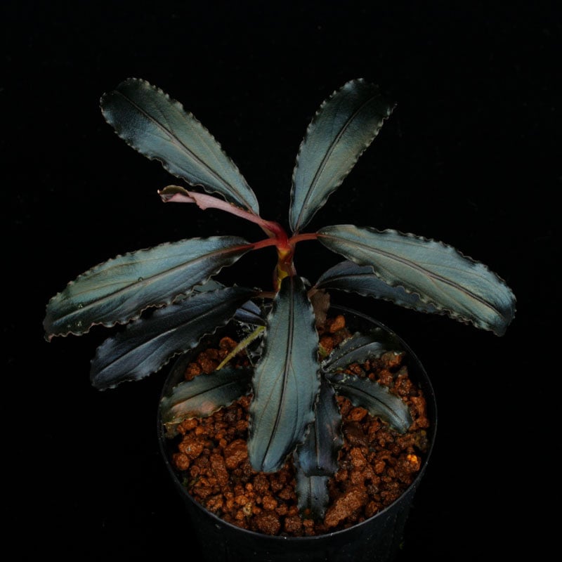 ブセファランドラ クダガン大量とプレモス 楽天市場】（水草）ブセファランドラsp．クダガン（無農薬