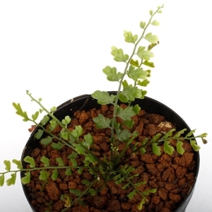 Asplenium quitense [ アスプレニウム・クイテンセ ]【 南米原産の小型着生シダ 】1ポット