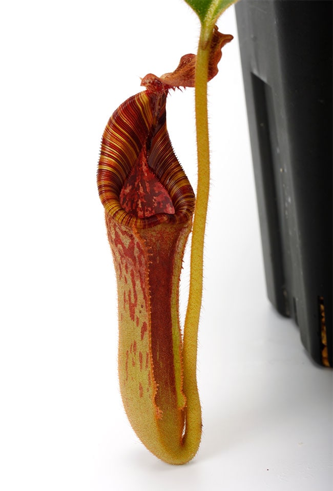 Nepenthes lowii x mollis / AW [ ネペンテス・ローウィー