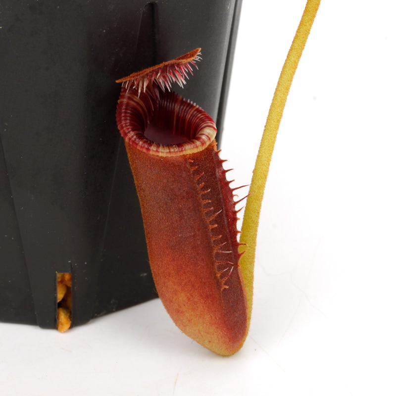 ラッセルモカシン　ネペンテス　US 9 D nepenthes 激レア 2025年最新】ラッセルモカシン ネペンテス別注の人気アイテム