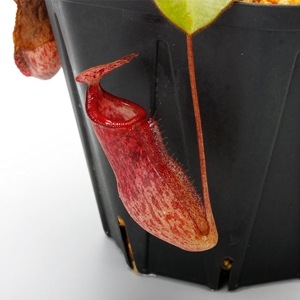 Nepenthes rajah x burbidgeae��( N. x ' alisputrana ' ) [ �ͥڥ�ƥ����饸�� x �С��ӥå����� (N. ���ꥵ�ץȥ�� ) ]���� Borneo Exotics / BE-3931 �ۡ� PN230907-06 ��