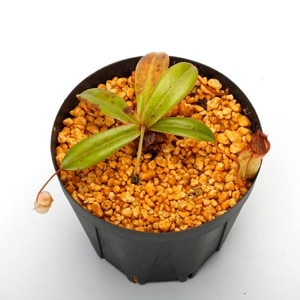 Nepenthes pervillei��[ �ͥڥ�ƥ����ڥ�ӥ쥤 ]���� PN230907-09 ��